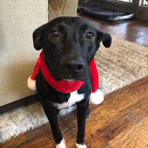 Meet your Posher, Tisha - Picture 4 of 8